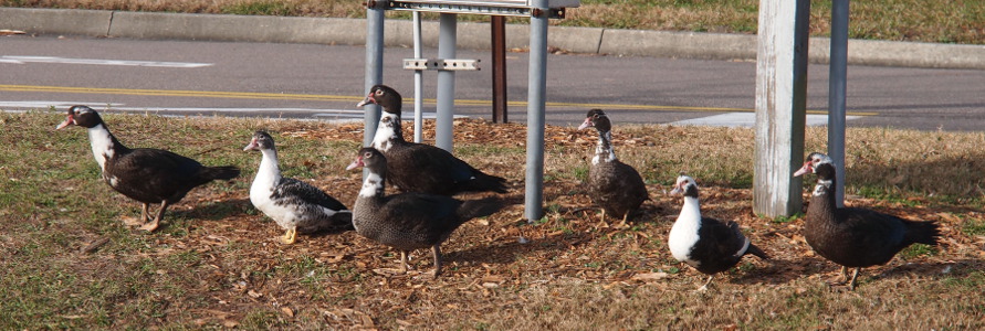 [A side view of seven muscovy ducks as they stand at the top of the grassy hillside in front of some posts facing to the left. The two females have white necks and white on the front of their chests. All the males have dark chests although they do have varying amounts of white on their necks and heads.]